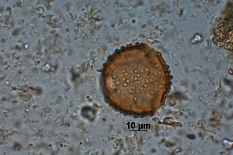 Pólen Fabaceae  Bauhinia L. encontrada na cratera de Colônia, área circular com 3,6 quilômetros de diâmetro formada entre 30 milhões e 5 milhões de anos atrás no extremo sul da capital paulista, no bairro de Vargem Grande, no distrito de Parelheiros