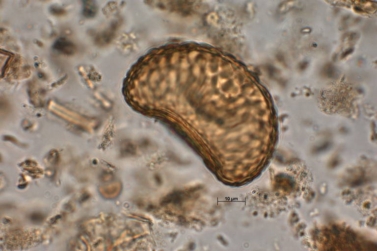 Esporo Lycopodium L encontrada na cratera de Colônia, área circular com 3,6 quilômetros de diâmetro formada entre 30 milhões e 5 milhões de anos atrás no extremo sul da capital paulista, no bairro de Vargem Grande, no distrito de Parelheiros