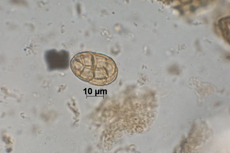 Pólen Fabaceae encontrada na cratera de Colônia, área circular com 3,6 quilômetros de diâmetro formada entre 30 milhões e 5 milhões de anos atrás no extremo sul da capital paulista, no bairro de Vargem Grande, no distrito de Parelheiros