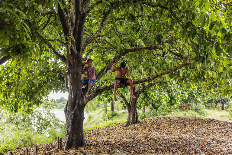 Dois garotos estão sentados em galhos de uma árvore em local com o chão coberto de folhas; atrás dessa árvore há outras mais do mesmo tipo