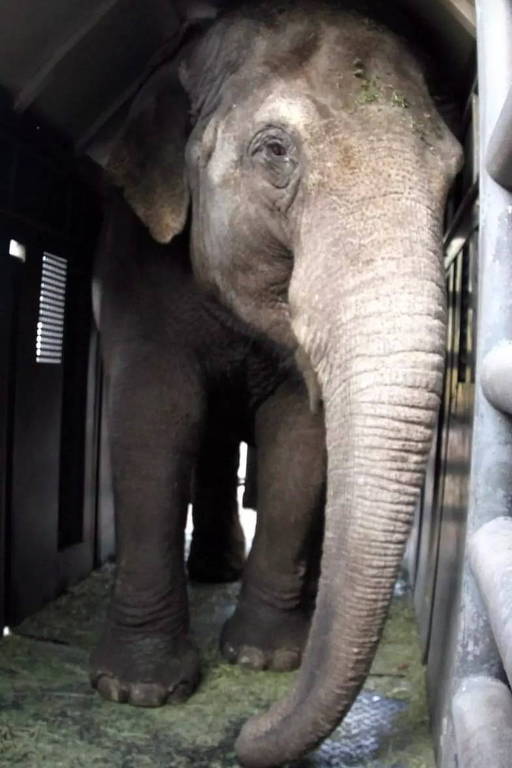 foto de um elefante em um vagão
