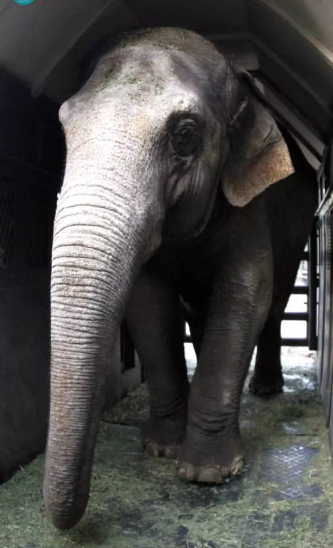 Duas elefantas asiáticas são levadas ao Santuário de Elefantes Brasil