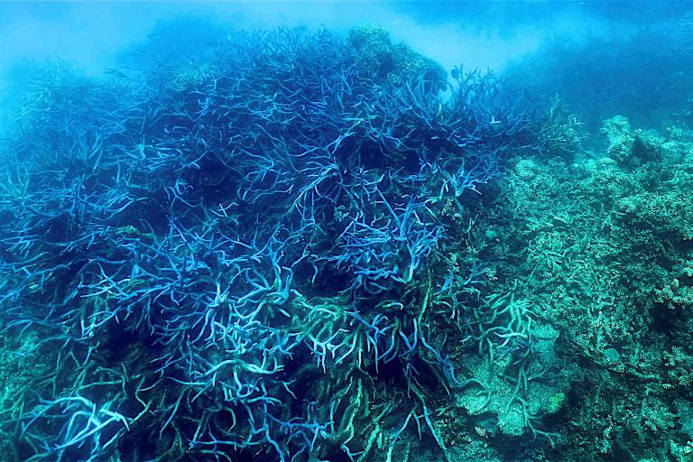 A atual condição da Grande Barreira de Corais da Austrália, que sofre com o aumento da temperatura das águas 