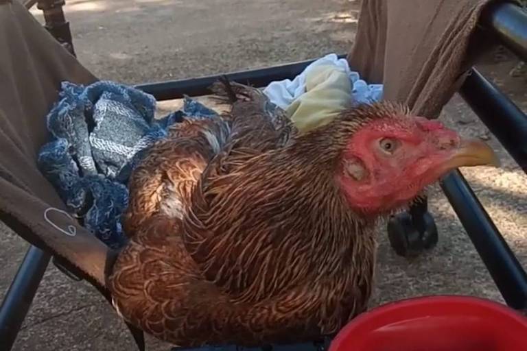 Internação chama a atenção, e centro veterinário vê mais galinhas tratadas como pets