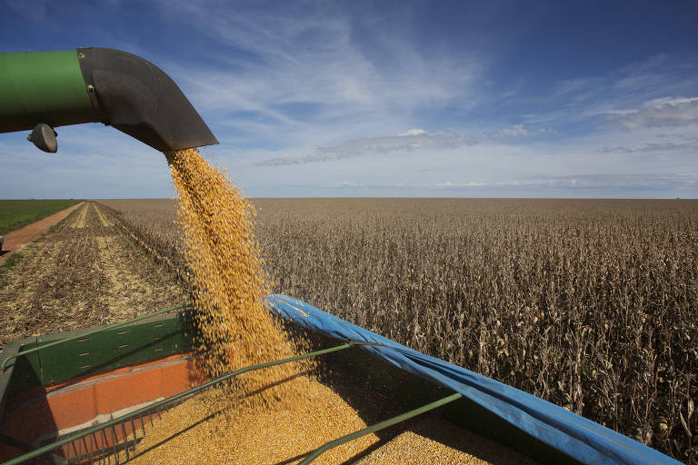 Safra de milho vem recorde, mas sem muito espaço para quedas nos preços