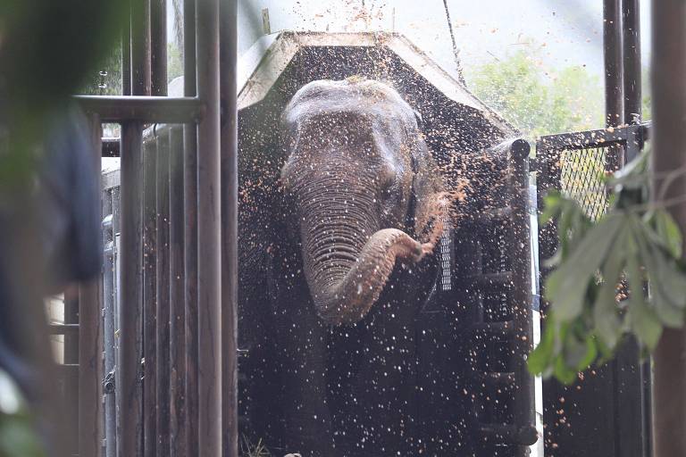 elefante em caixa brinca com lama com a tromba