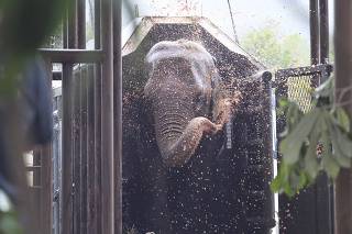 Dupla de elefantes que viviam na Argentina são transferidas para Santuário dos Elefantes