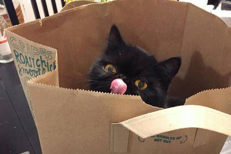 Sexta-feira 13: Tutores de gatos ganham desconto em loja online