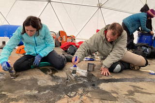 Paleontologists of the GAIA Antarctic Research Center of the University of Magallanes recover the first fossil of a four-meter Ichthyosaur at Tyndall Glacier area in the Chilean Patagonia, Magallanes