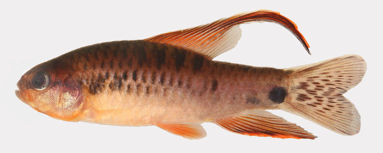 Peixe de coloração laranja-avermelhado, com algumas pintinhas escuras ao longo do corpo, uma nadadeira dorsal longa e curvada para trás e barbatanas alaranjadas nas pontas e translúcidas no meio