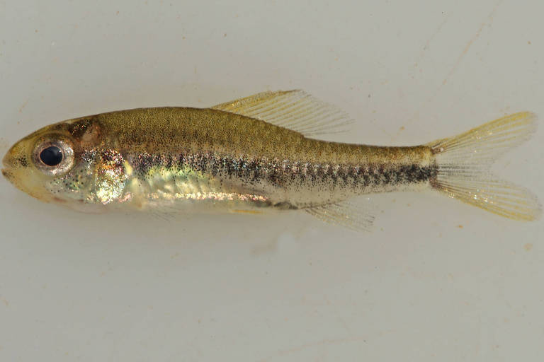 Peixe diminuto de coloração amarelo-acinzentando com uma linha lateral escura no corpo e barbatanas amarelas translúcidas