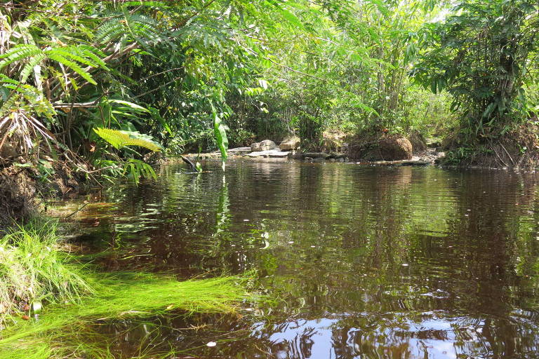 Local onde foi encontrado o peixe Poecilocharax callipterus, em um riacho com água escura devido à decomposição de folhas, entre os municípios de Apuí e Novo Arapuanã, no Amazonas