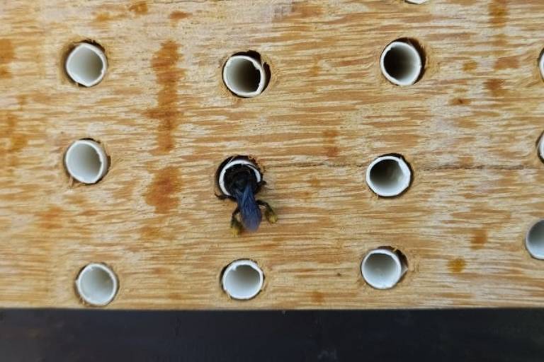 Fêmea da espécie de abelha solitária Tetrapedia diversipes em ninho artificial