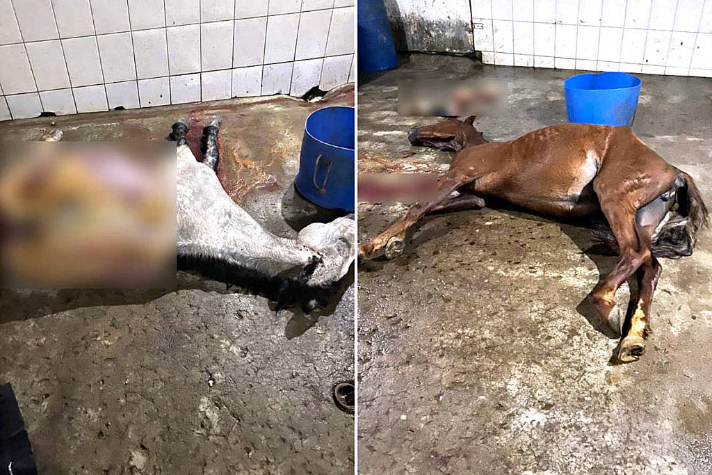 Abatedouro clandestino de cavalos é desmantelado pela PM em