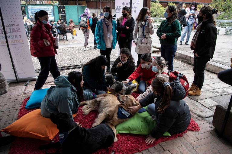 Cães ajudam a aliviar estresse em volta às aulas no Chile