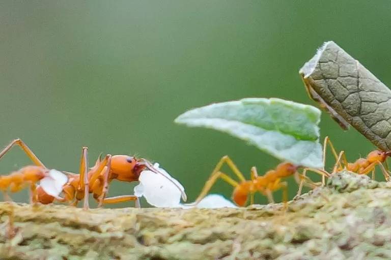 Imagem em close mostra formigas carregando pedaço de folhas