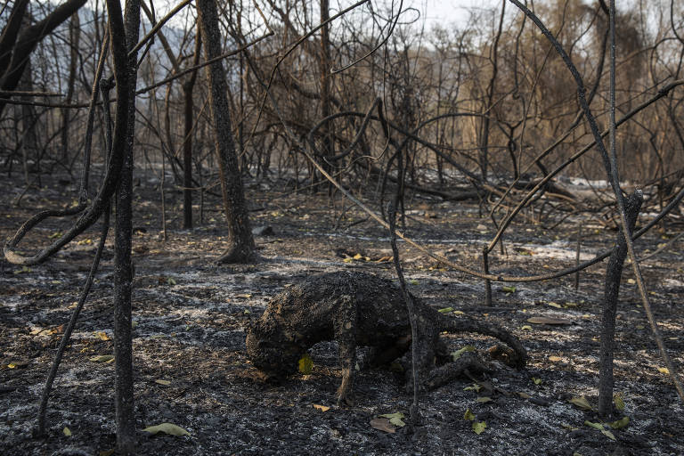 Animal queimado em área florestal queimada