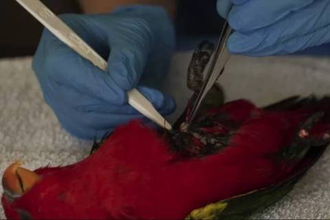 BBC - NÃO USAR - Veterinários do zoológico de Chester coletam amostra de tecido de um lóris-amor-amor, ave tropical ameaçada