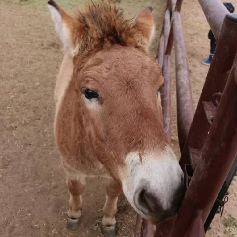 Kurt, o cavalo clonado de Przewalski, vive no zoológico de San Diego