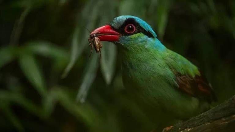 Pega-verde-de-Java foi levado à beira da extinção pelo comércio ilegal