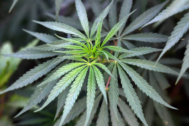 Empresa lança a primeira farmácia especializada em Cannabis