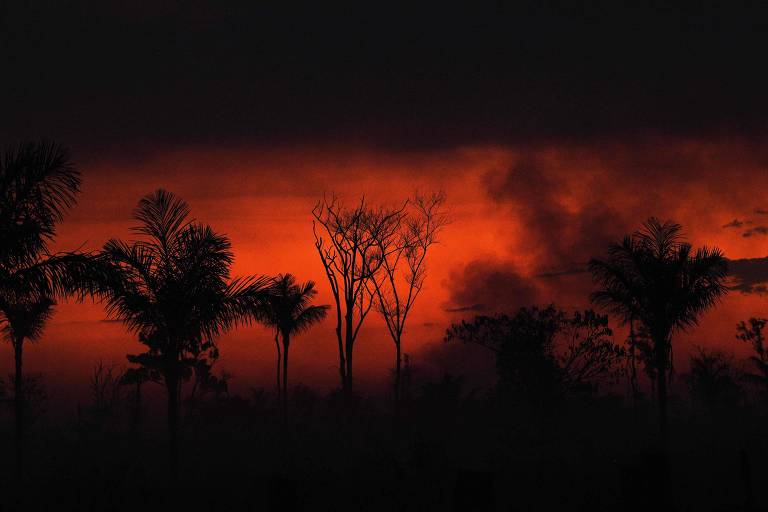 Fumaça de queimada ilegal em meio à Amazônia; ao fundo, uma luz avermelhada de pôr-do-sol; diferentes tipos de árvores estão presentes na imagem