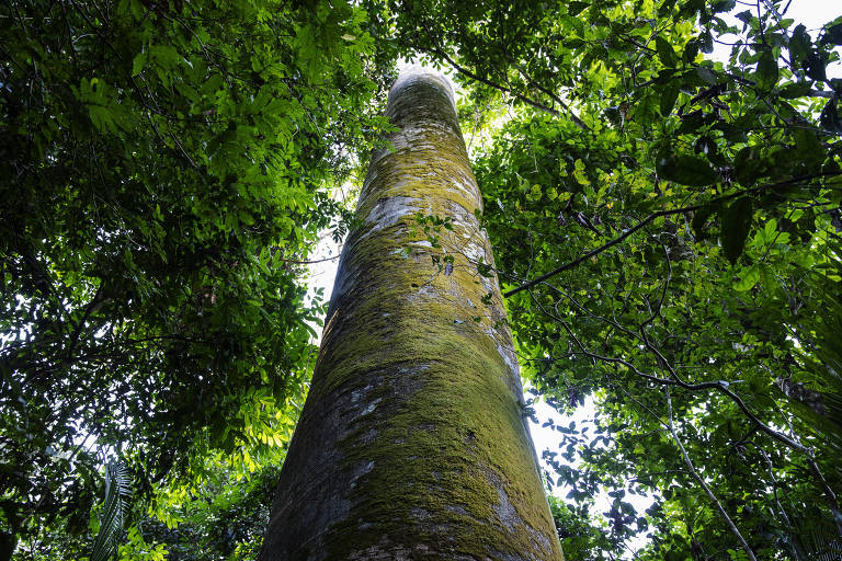 Brasil celebra Dia de Proteção às Florestas em meio a dados preocupantes