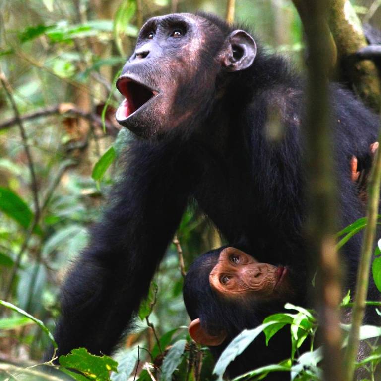 Chimpanzé fêmea grita na mata segurando um filhote