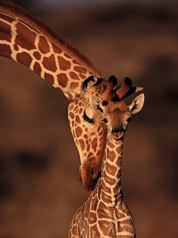 *** BICHAO10 *** A tia afaga o bezerro da girafa e esfrega com a cabeça' Foto: Karl Ammann / NHM