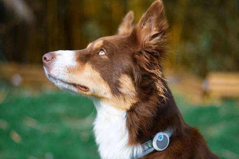 Notas pets: Adoção, tecnologia e skin care para cães e gatos