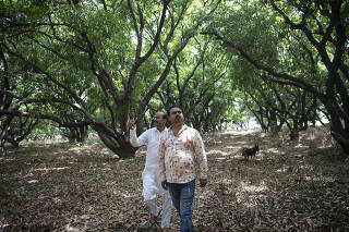 Zubair Ahmed, left, and Nadeem Ahmed, third-generation mango farmers, walk through ZubairÕs orchard in Malihabad, India, May 22, 2022. (Saumya Khandelwal/The New York Times)