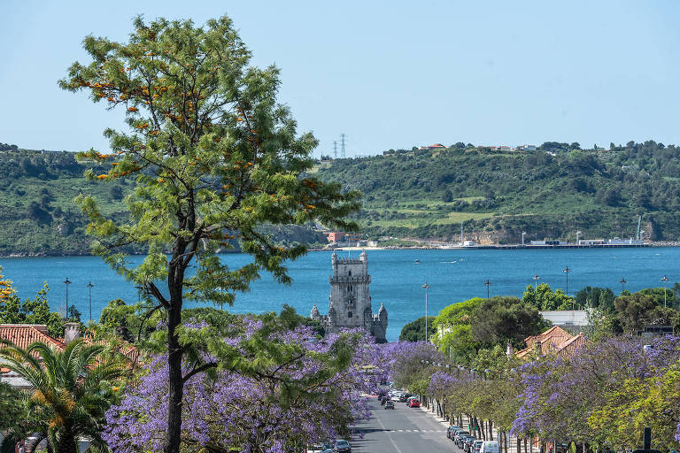 A avenida da Torre de Belém é um dos lugares para apreciar os jacarandás
