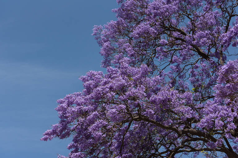 O Jacaranda mimosifolia é uma espécie arbórea que, em Lisboa, se faz notar no período que antecede o verão, anunciando-o; exótica, a árvore é nativa de Argentina, Bolívia e Paraguai 