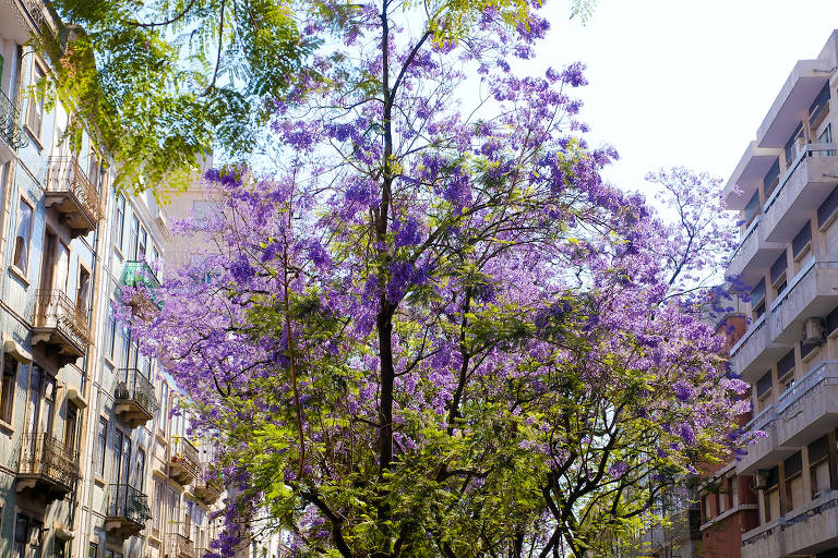 A introdução da planta antecede o regresso da corte do Brasil, mas, para a realeza, o jacarandá, pelo seu exotismo, tinha um valor não comercializável: era uma forma de demonstrar o poder real