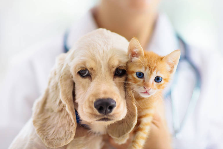 Vet with dog and cat. Puppy and kitten at doctor.