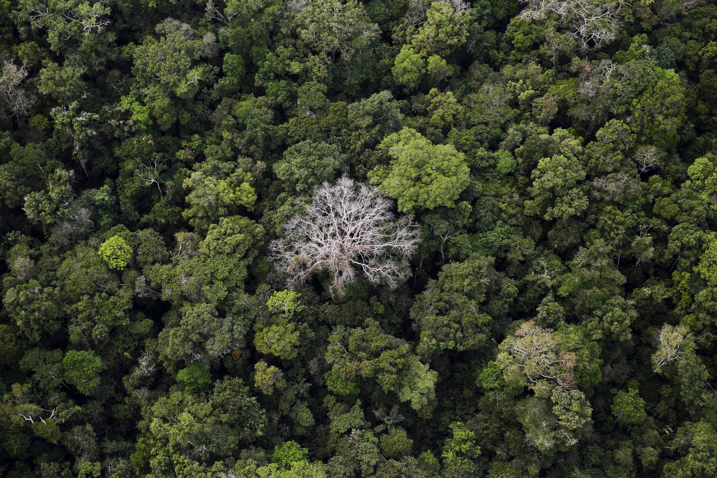 Mapas desenvolvidos com inteligência artificial confirmam baixos níveis de fósforo no solo da amazônia