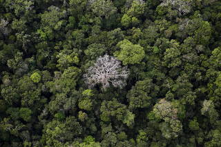FILE PHOTO: An aerial view shows the Amazon rainforest at the Bom Futuro National Forest near Rio Pardo
