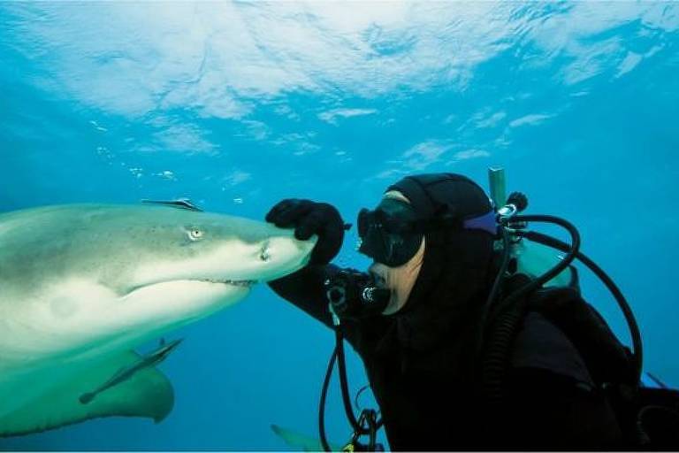 Mergulhador passando a mão na cabeça de tubarão