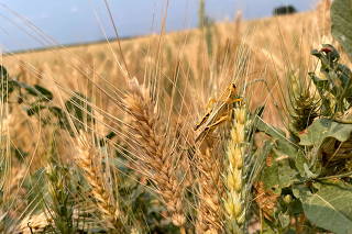 A grasshopper perches on a drought-stressed spring wheat plant near Bowdon, North Dakota