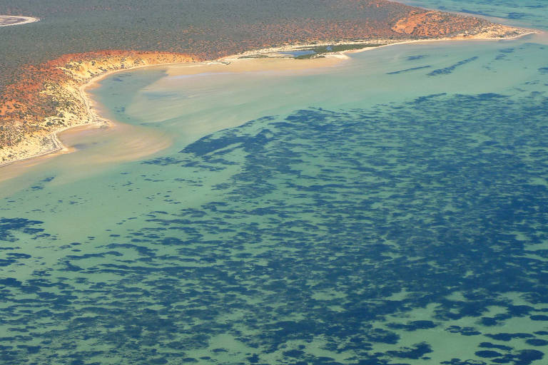 Manchas escuras de grama marinha cobrem a Shark Bay, na Austrália