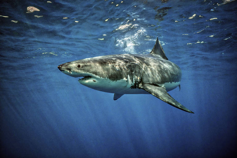 Um grande tubarão-branco nada pela costa da ilha de Guadalupe, no México