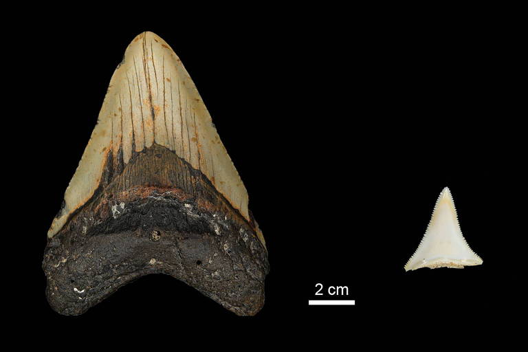 Comparação de um dente do extinto megalodonte (à esq.) com o de um grande tubarão-branco atual