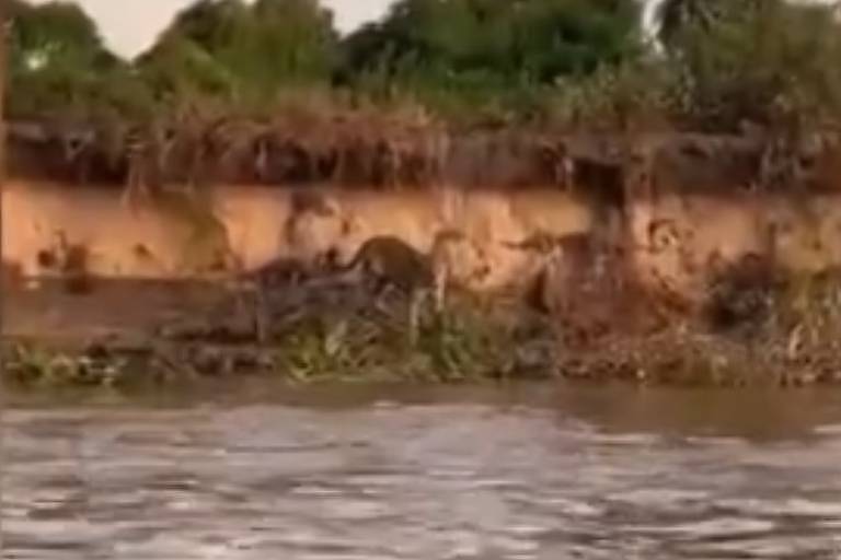 Onça-pintada desce até a margem do rio no Pantanal para lutar com sucuri