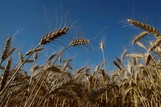 FILE PHOTO: Ears of wheat are seen in field in Kiev region