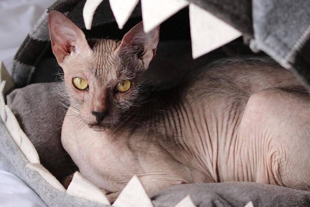 Gato Félix ganha exposição maluca em galeria de Londres - Glamurama