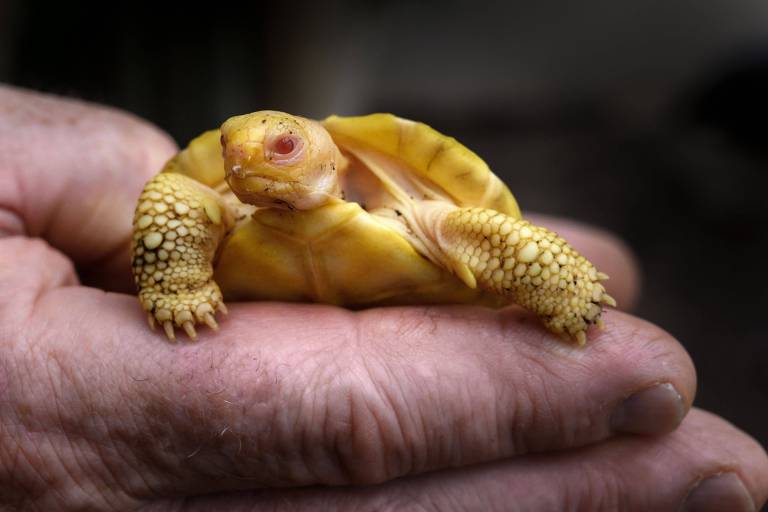 O filho de tartaruga gigante de Galápagos, o primeiro exemplar albino já visto na natureza ou em cativeiro