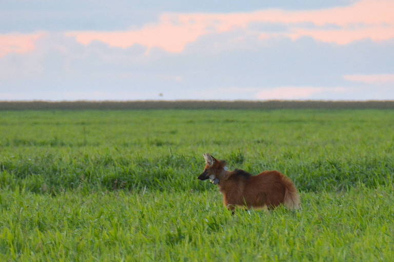 Animal em meio a um campo verde, com o horizonte ao fundo