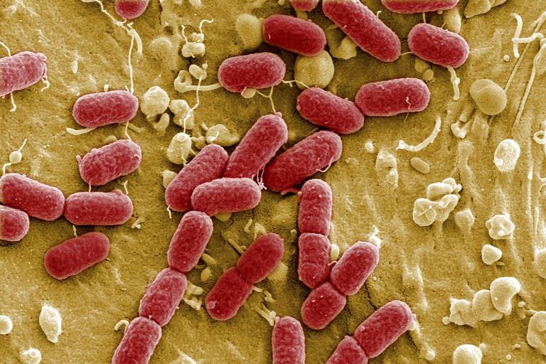 Bactéria Escherichia coli, uma das várias que formam a flora intestinal humana, é vista através de um microscópio