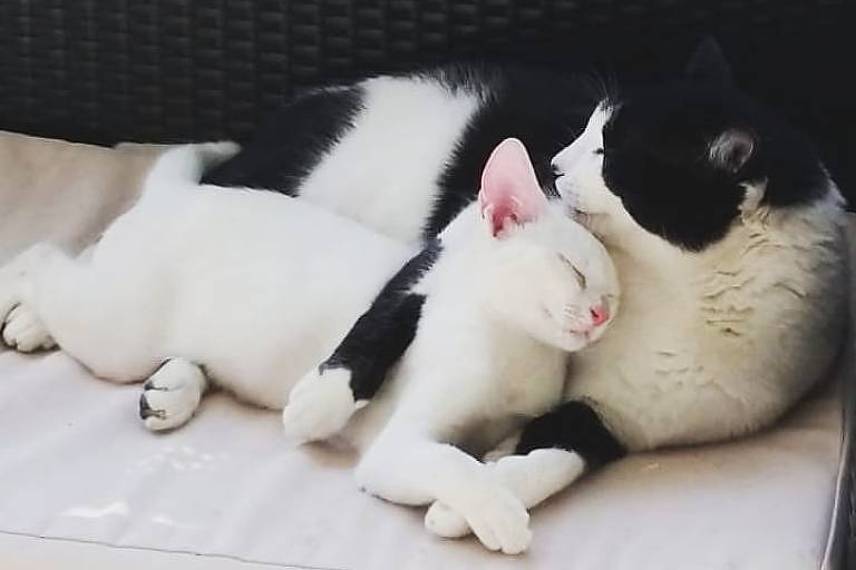 O gato Nico, de pelagem preta e branca, abraça a gatinha Tapioca, de pelagem branca