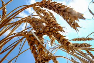 FILE PHOTO: Wheat is seen in a field in Nikolaev